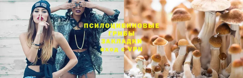 shop наркотические препараты  Киреевск  Псилоцибиновые грибы Magic Shrooms  хочу  